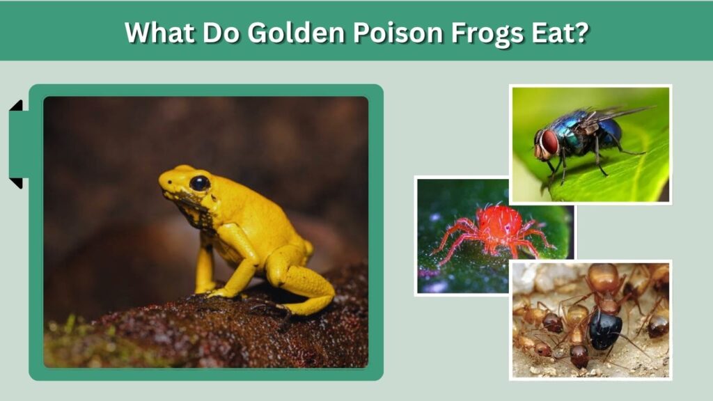 What Do Golden Poison Frogs Eat?
