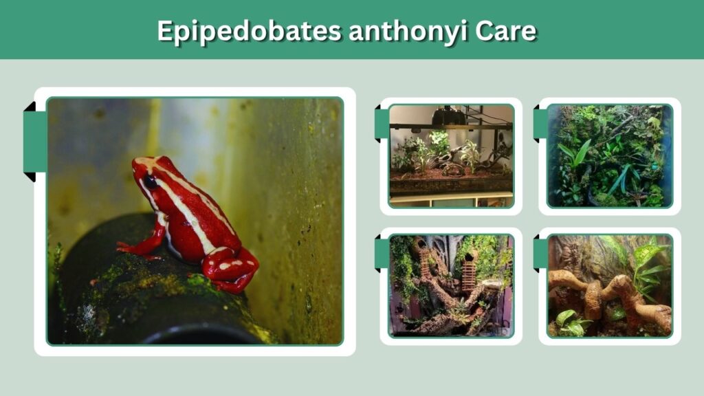 Epipedobates anthonyi Care
