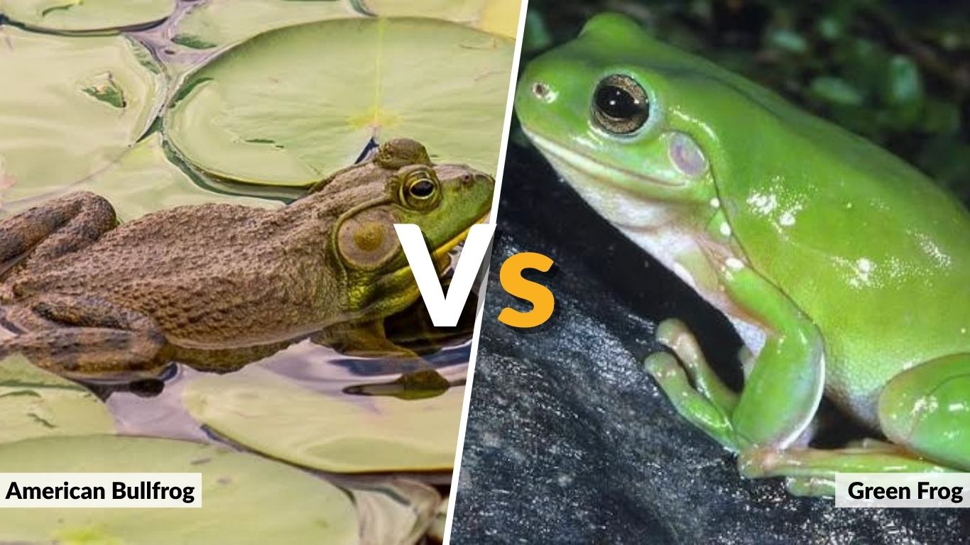 American Bullfrog vs Green Frog: Key Differences