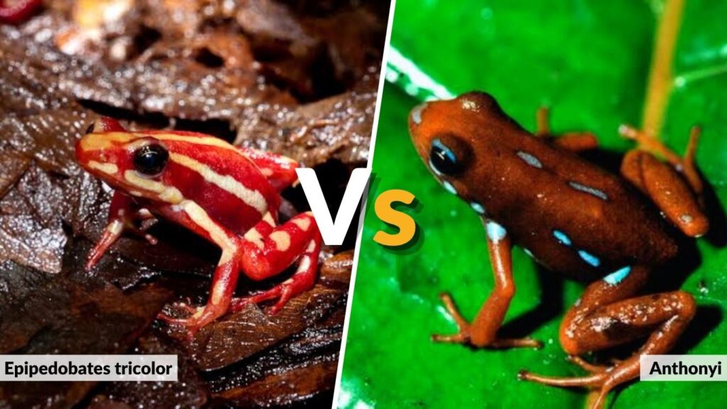 Epipedobates tricolor vs Anthonyi