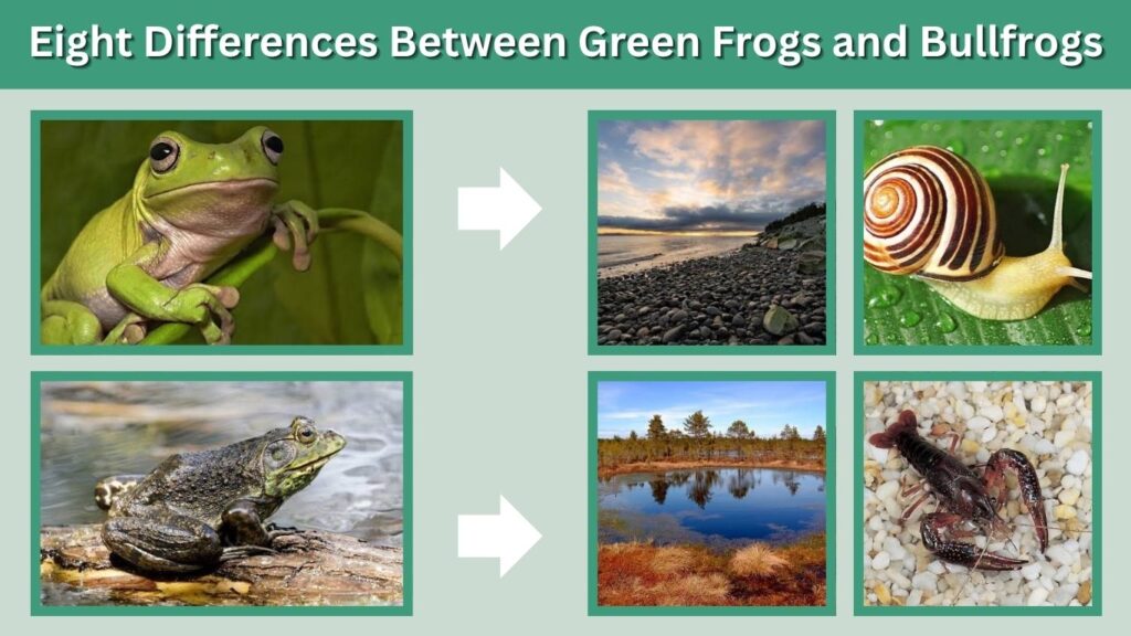 Eight Differences Between Green Frogs and Bullfrogs