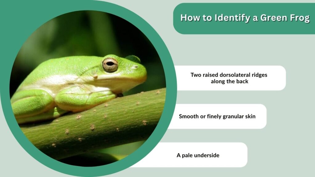 How to Identify a Green Frog