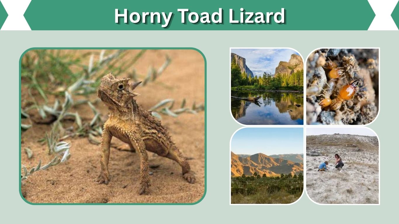 Horny Toad Lizard: Facts, Food, Habitat, and Behavior