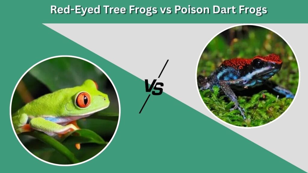Red-Eyed Tree Frogs vs Poison Dart Frogs