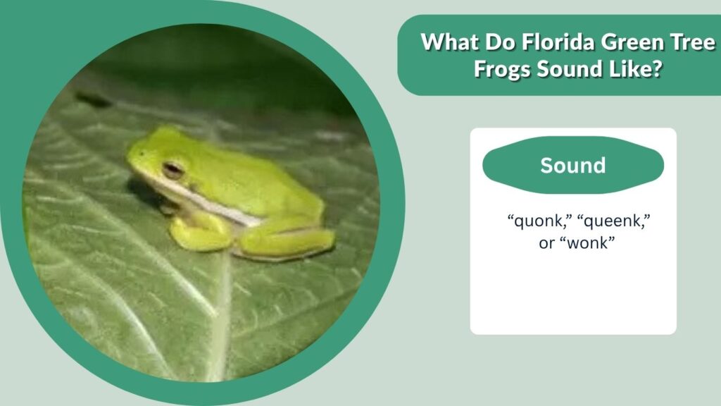 What Do Florida Green Tree Frogs Sound Like?