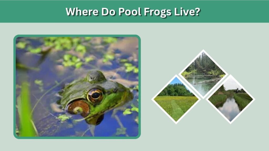 Where Do Pool Frogs Live?