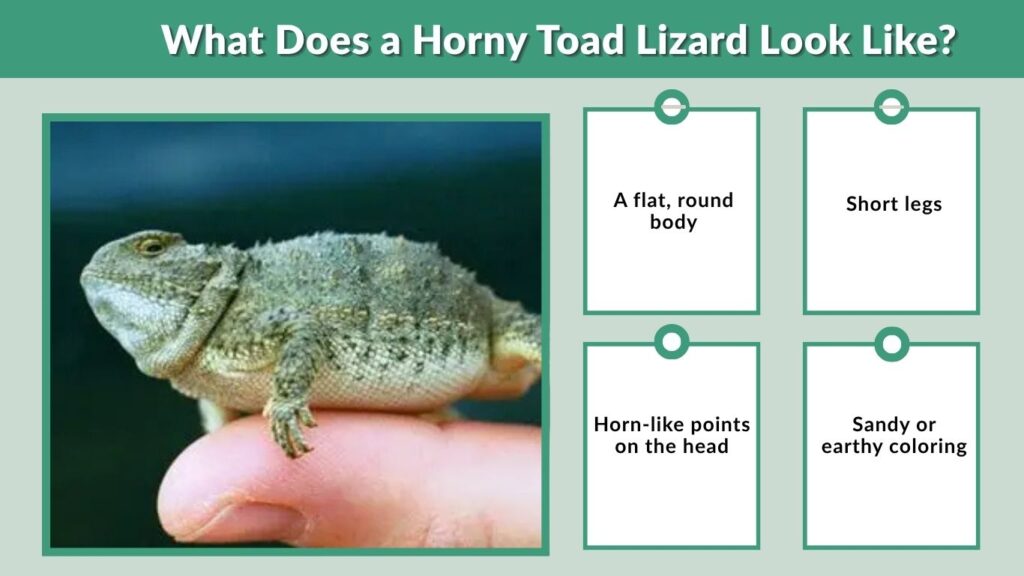 What Does a Horny Toad Lizard Look Like?