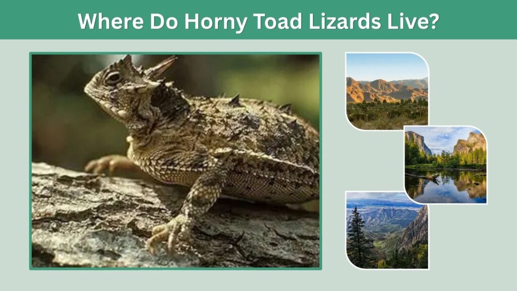 Where Do Horny Toad Lizards Live?