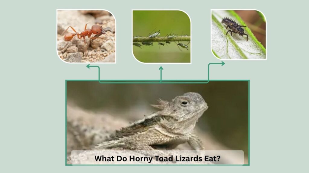 What Do Horny Toad Lizards Eat?