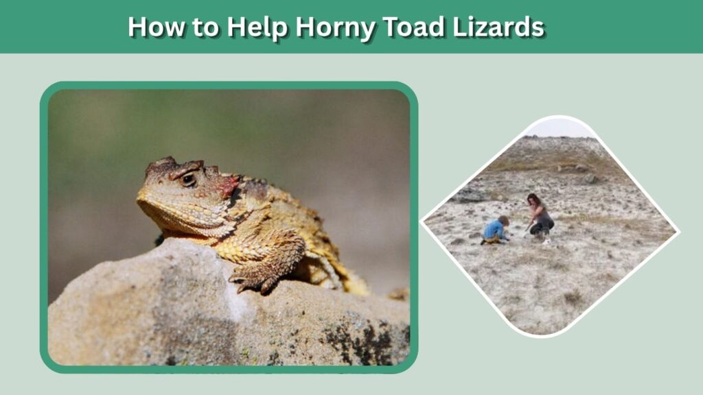 How to Help Horny Toad Lizards