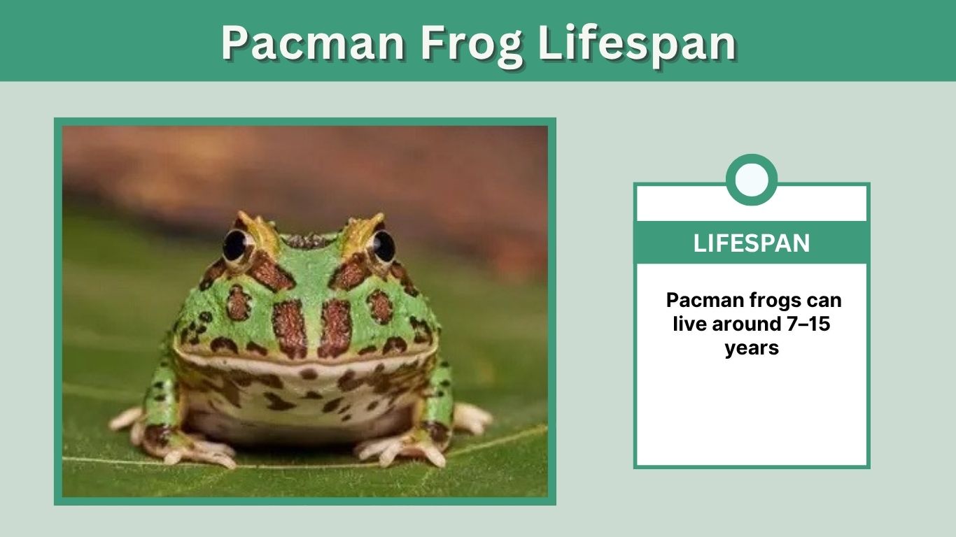 Pacman Frog Lifespan: How Long Do They Live?