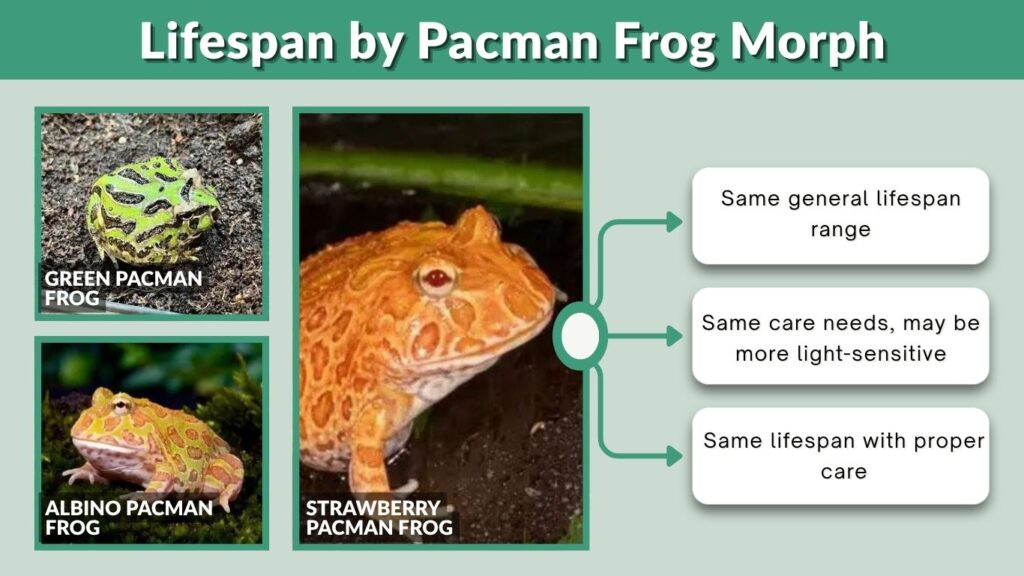 Lifespan by Pacman Frog Morph