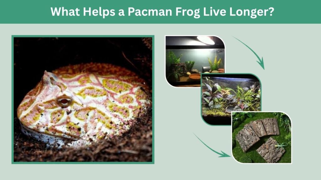 What Helps a Pacman Frog Live Longer?