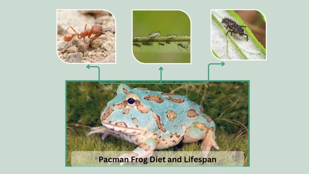 Pacman Frog Diet and Lifespan