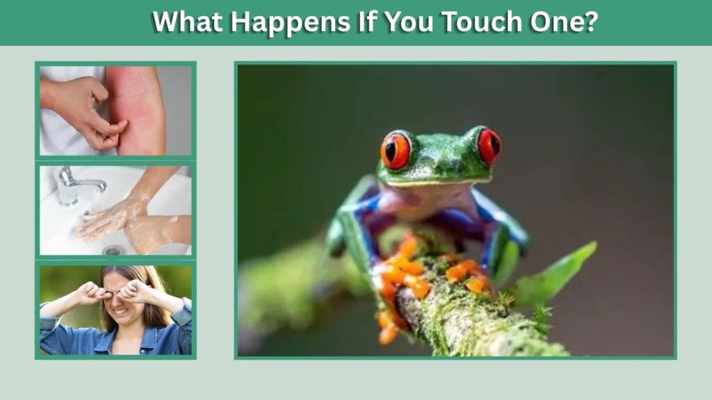 What Happens If You Touch One?