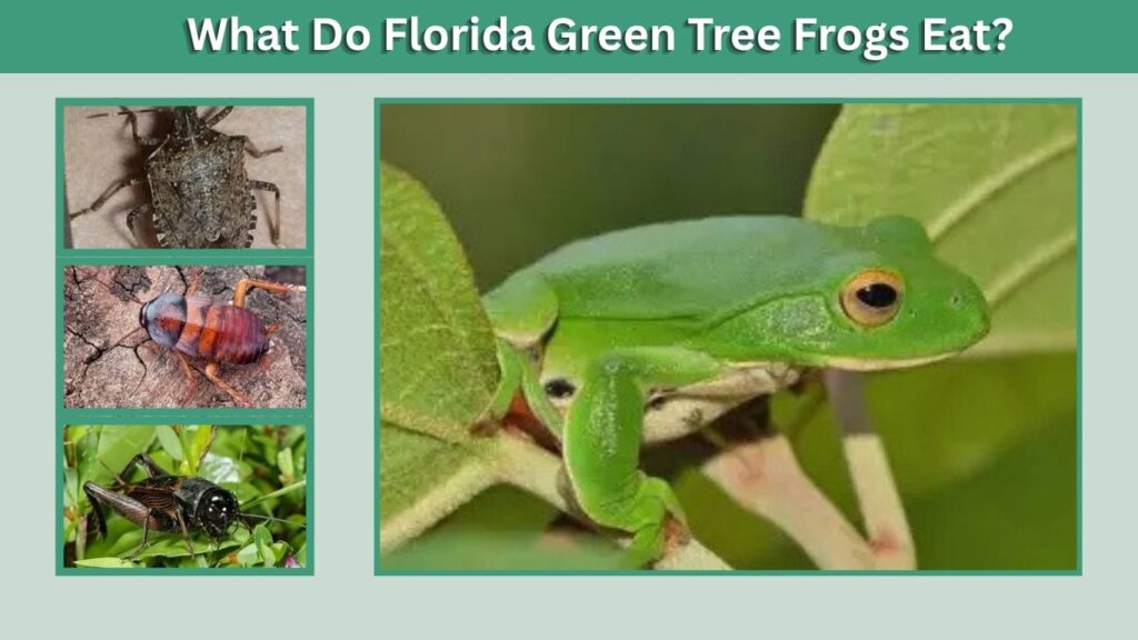 What Do Florida Green Tree Frogs Eat?