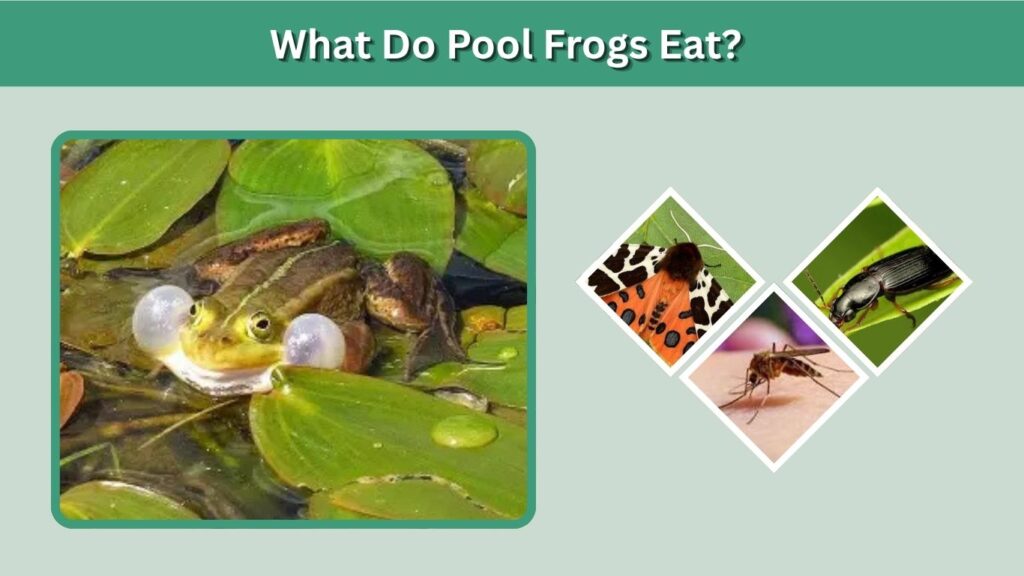 What Do Pool Frogs Eat?