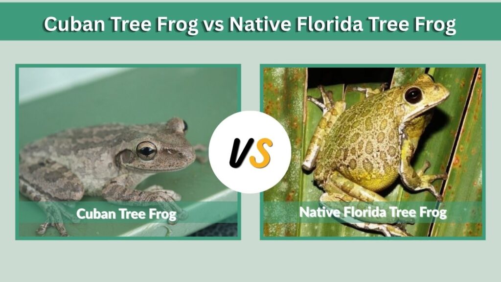 Cuban Tree Frog vs Native Florida Tree Frog