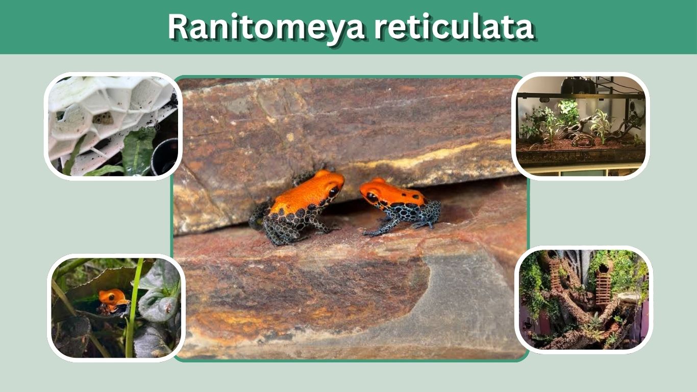 Ranitomeya reticulata: Care, Habitat, Size, and Facts