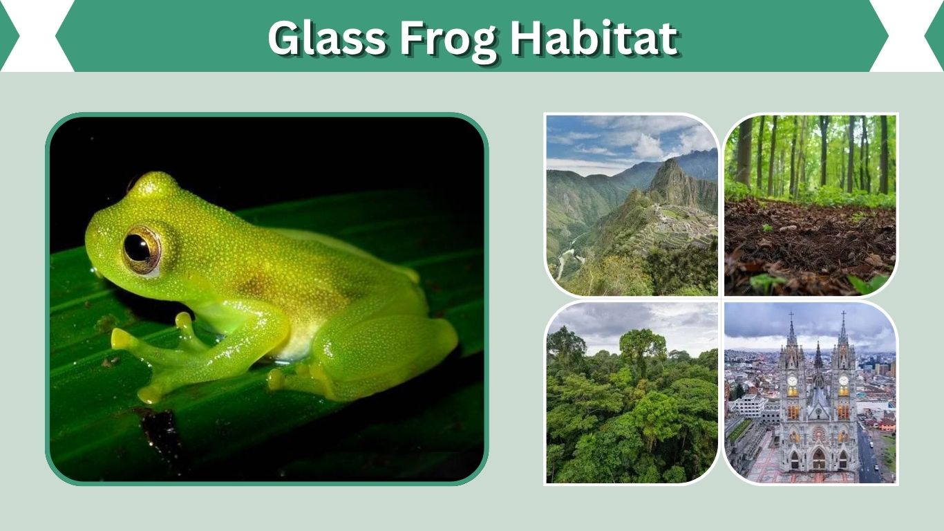 Glass Frog Habitat: Range, Climate, and Rainforest Adaptations