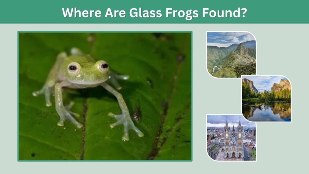 Where Are Glass Frogs Found?