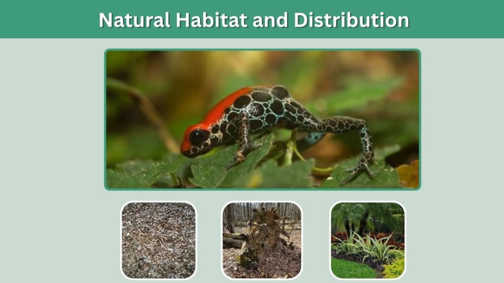 Natural Habitat and Distribution