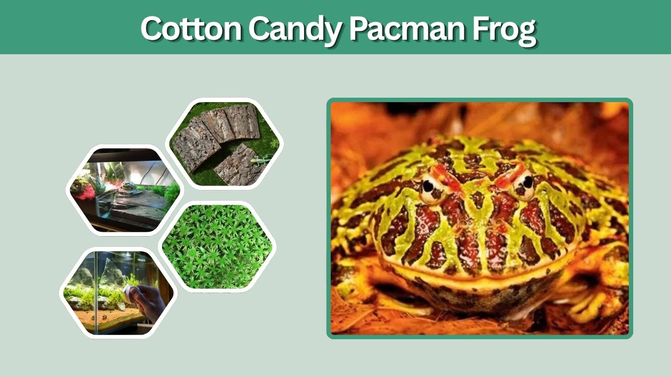 Cotton Candy Pacman Frog: Morph, Care, Size & Setup