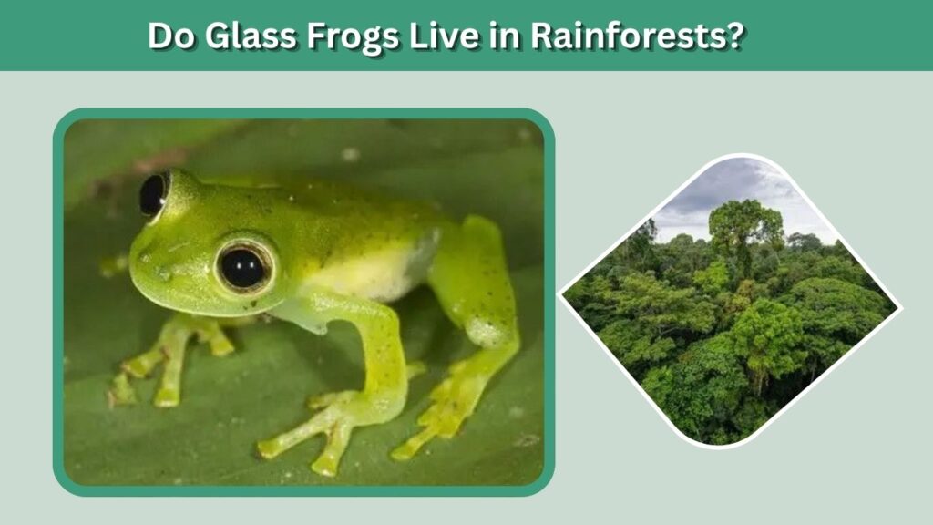 Do Glass Frogs Live in Rainforests?