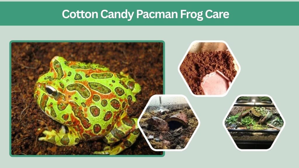 Cotton Candy Pacman Frog Care