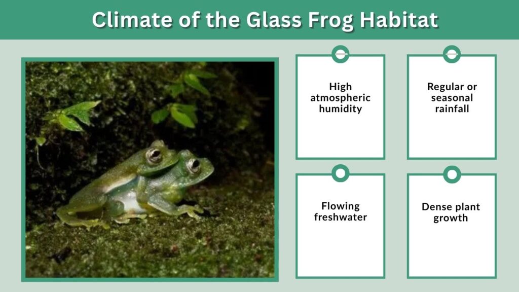 Climate of the Glass Frog Habitat