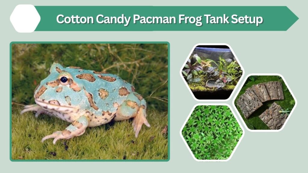 Cotton Candy Pacman Frog Tank Setup