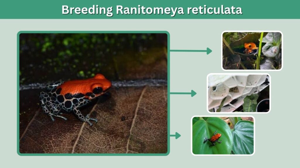 Breeding Ranitomeya reticulata