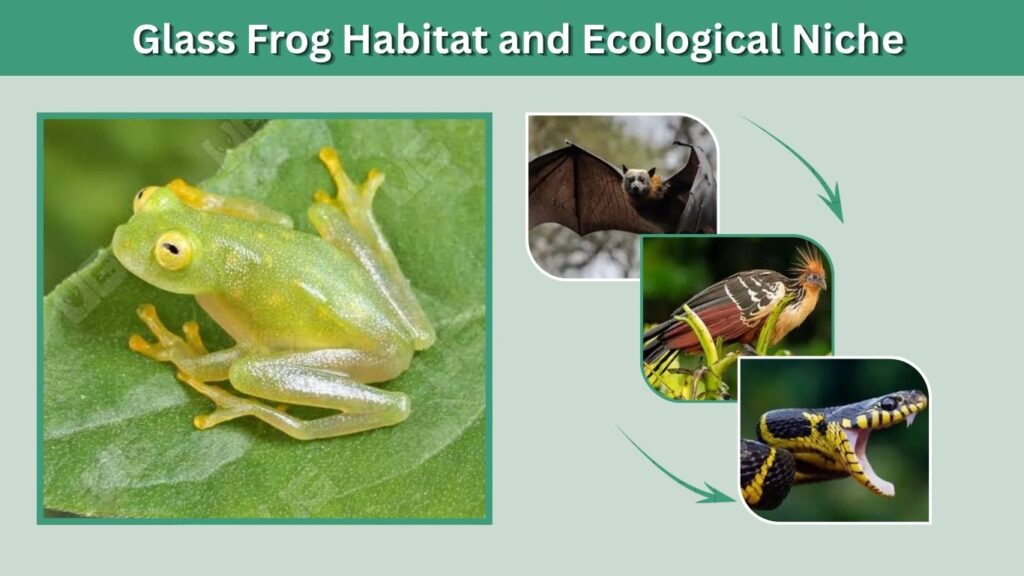 Glass Frog Habitat and Ecological Niche