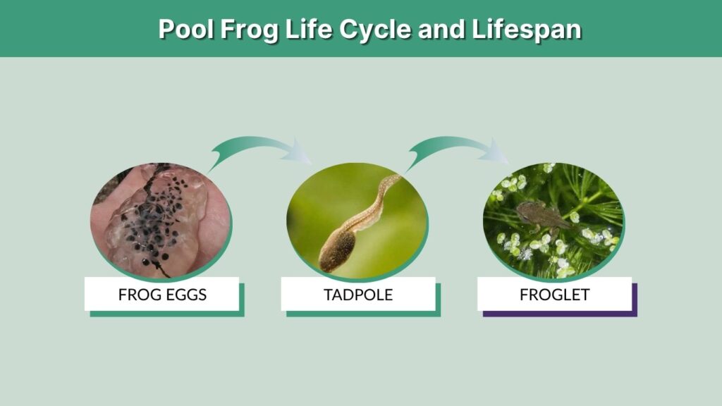 Pool Frog Life Cycle and Lifespan