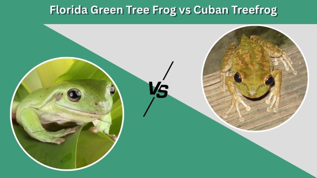 Florida Green Tree Frog vs Cuban Treefrog