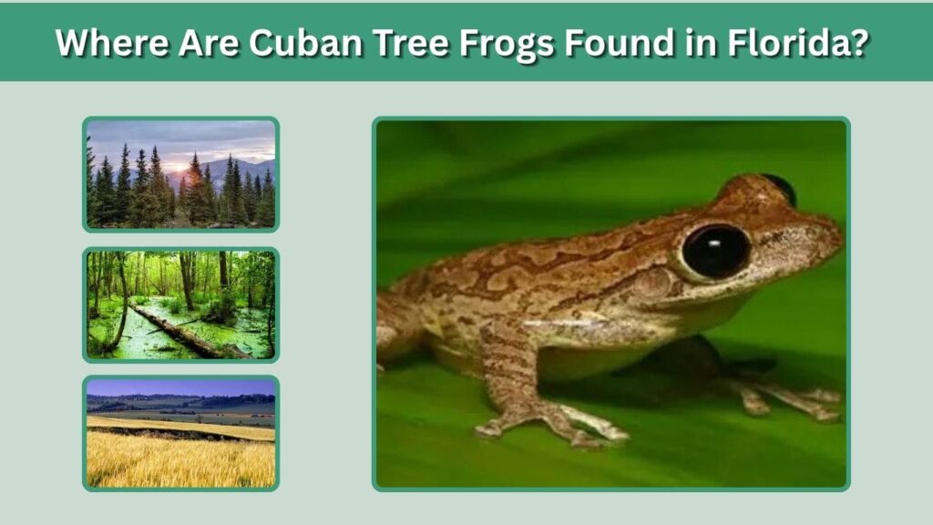 Where Are Cuban Tree Frogs Found in Florida?