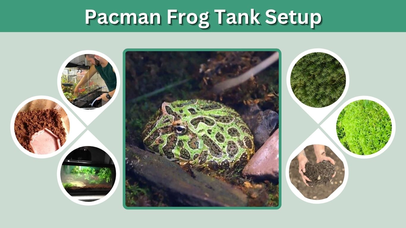 Pacman Frog Tank Setup: Size, Heating, Decor & Care