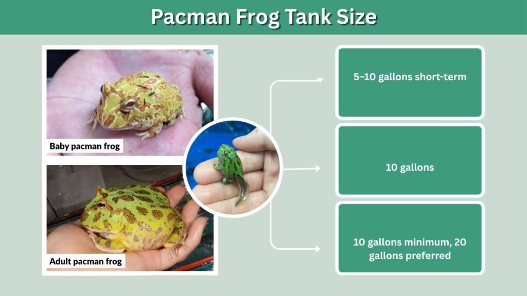 Pacman Frog Tank Size
