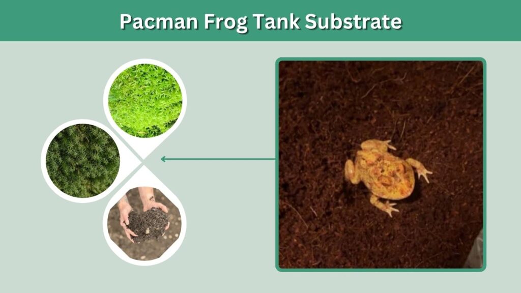 Pacman Frog Tank Substrate