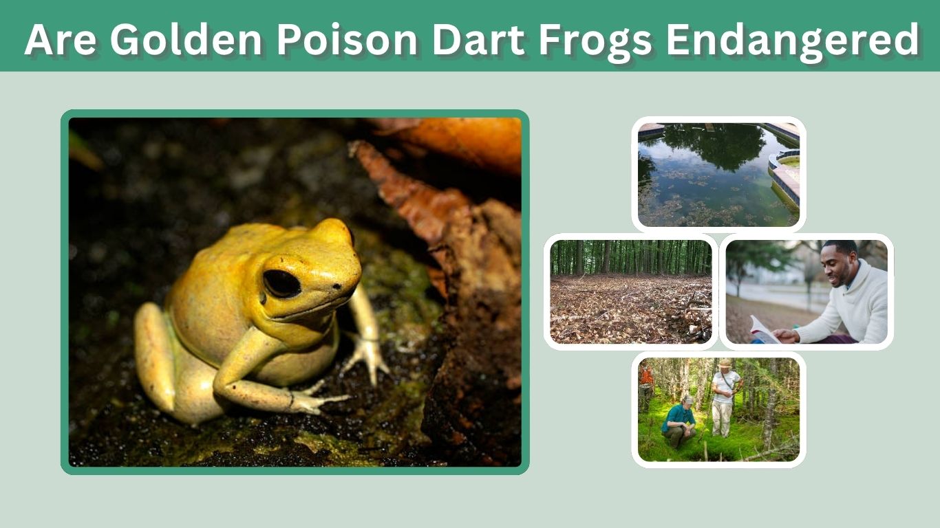 Are Golden Poison Dart Frogs Endangered? Causes & Conservation