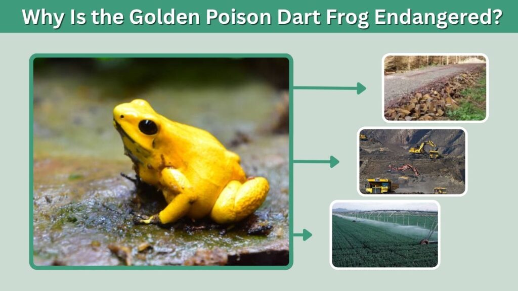 Why Is the Golden Poison Dart Frog Endangered?
