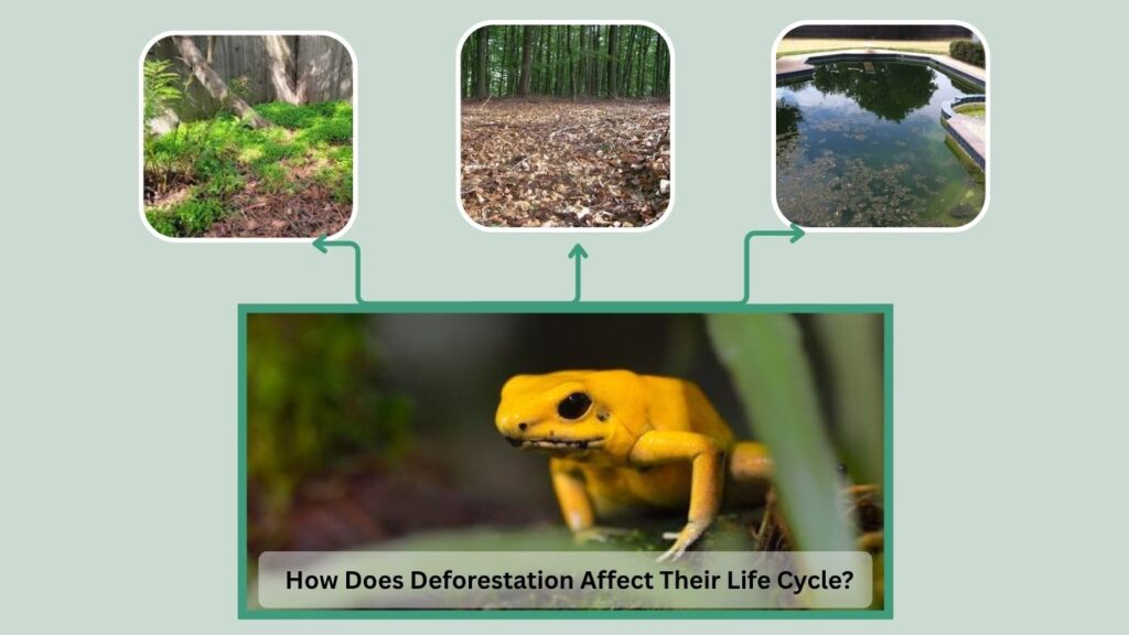 How Does Deforestation Affect Their Life Cycle?