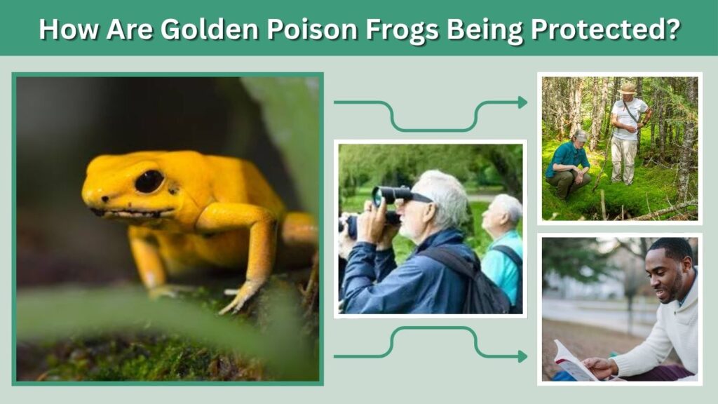 How Are Golden Poison Frogs Being Protected?