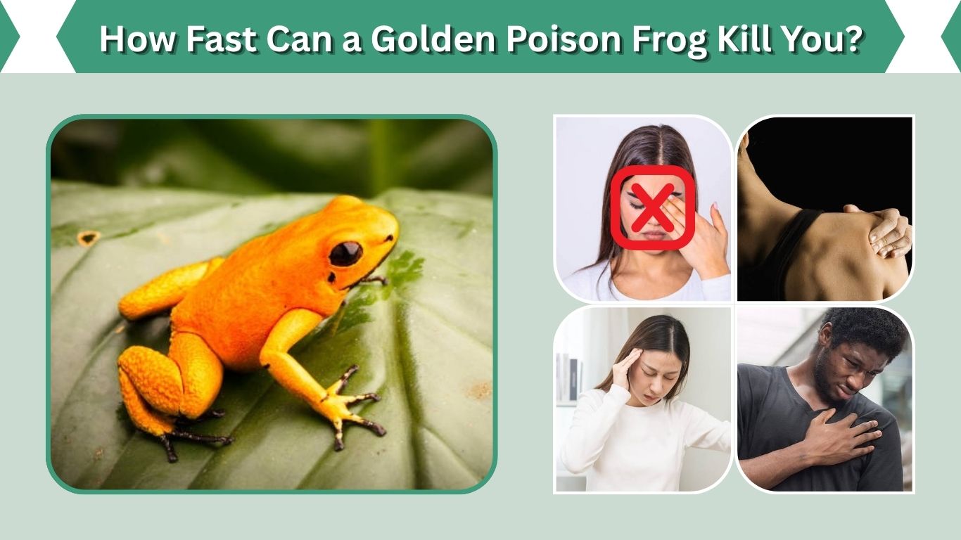 How Fast Can a Golden Poison Frog Kill You?