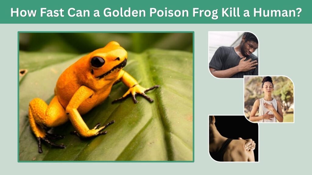 How Fast Can a Golden Poison Frog Kill a Human?