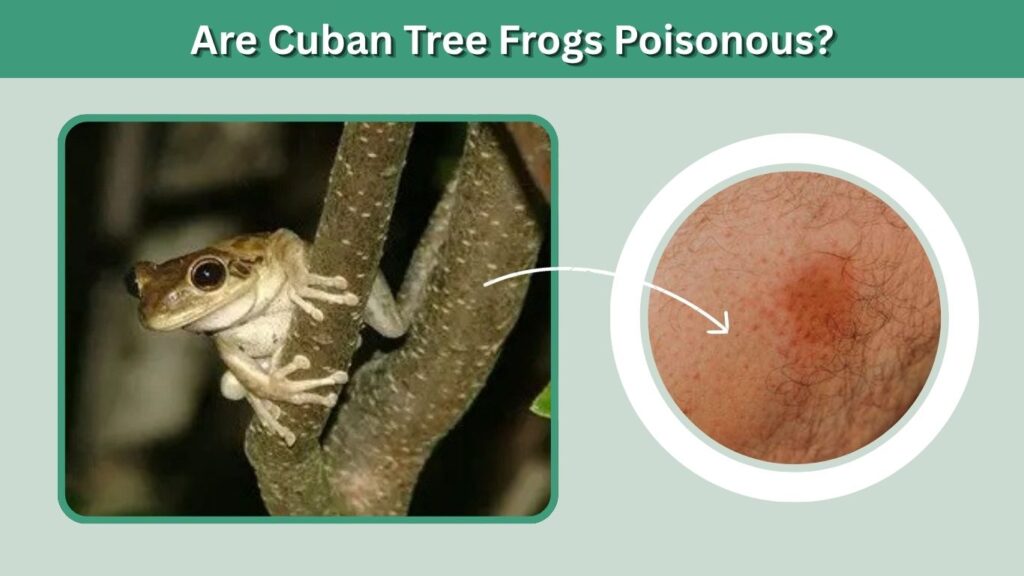 Are Cuban Tree Frogs Poisonous?