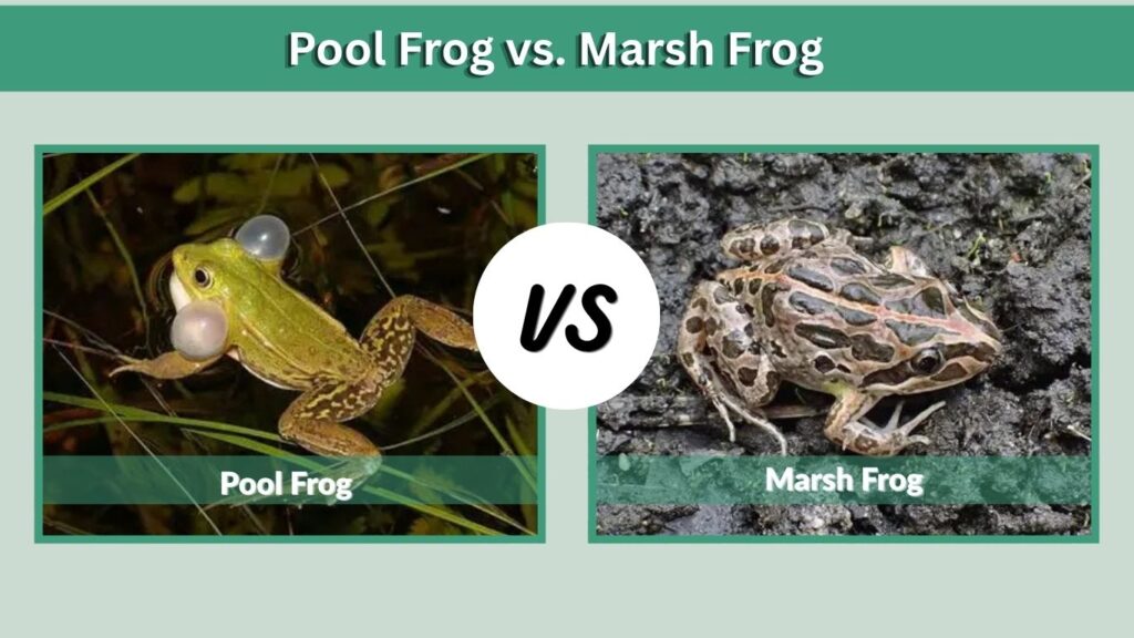 Pool Frog vs. Marsh Frog