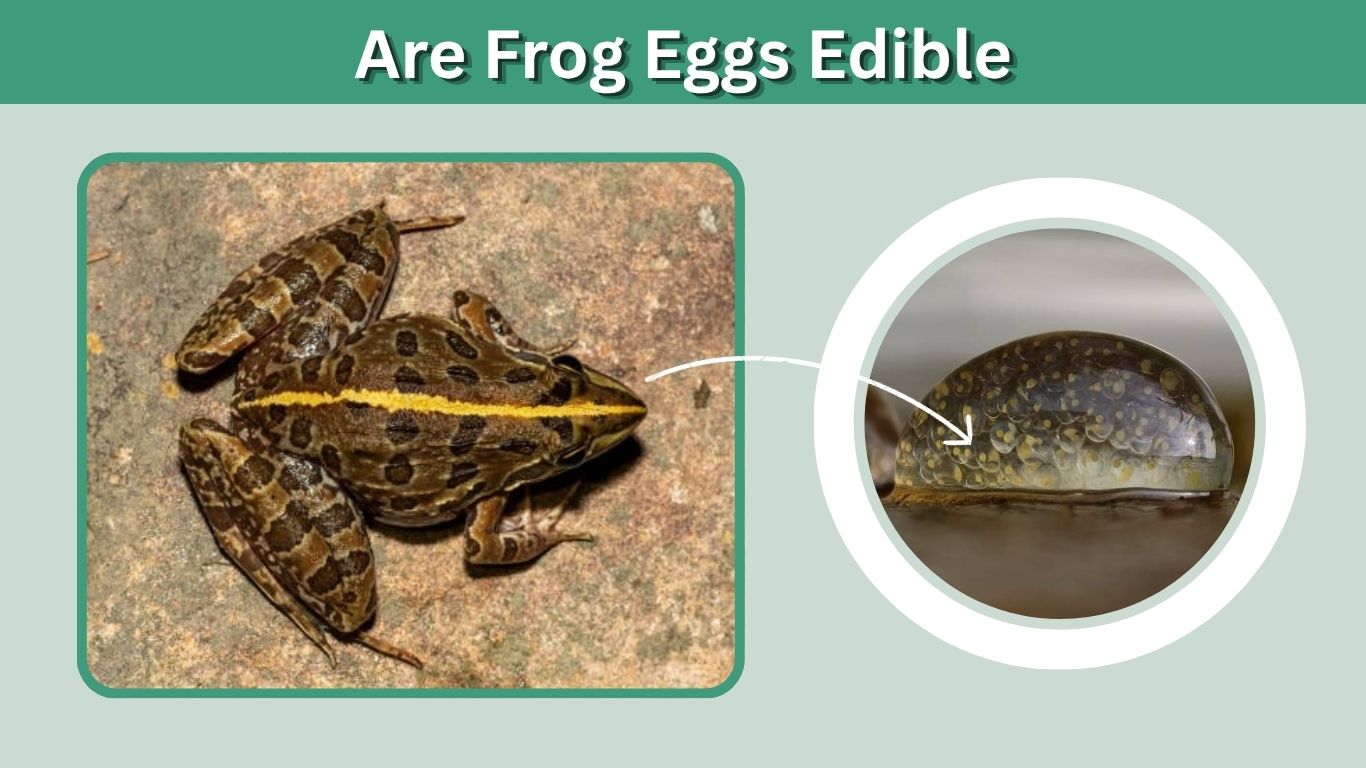 Are Frog Eggs Edible? Safety, Risks and Facts