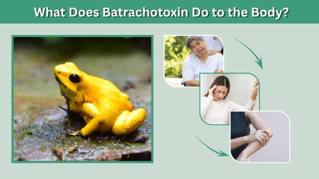 What Does Batrachotoxin Do to the Body?