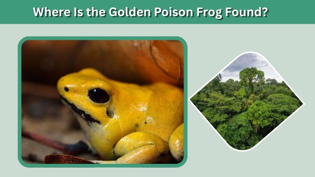 Where Is the Golden Poison Frog Found?